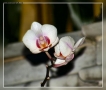 Foto Precedente: Orchidea