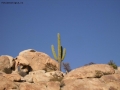 Foto Precedente: cactus solitario