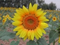Prossima Foto: e come un girasole