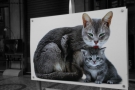 Prossima Foto: mostra fotografica"animali"