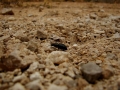 Prossima Foto:  proprio un mondo difficile