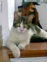 Foto Precedente: Stich