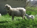 Foto Precedente: pecora e agnello