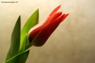 Tulipano e goccia