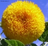 Prossima Foto: Yellow