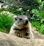 Prossima Foto: marmotta curiosa!