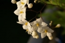 solanum