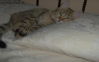 Prossima Foto: gatto sul letto