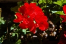 Foto Precedente: fiore rosso
