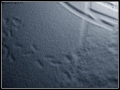 Foto Precedente: orme nella neve
