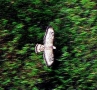 Prossima Foto: In volo