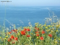 Foto Precedente: i fiori del ...mare