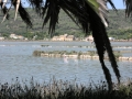 Foto Precedente: Lago con fenicotteri