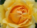 Prossima Foto: rosa gialla