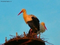 Prossima Foto: tramonto sul nido