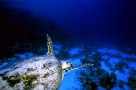 tartaruga marina
