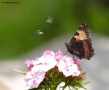 Prossima Foto: la mosca e la farfalla...
