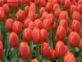 Foto Precedente: tulipani rossi