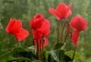 Prossima Foto: Red