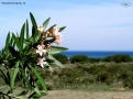 Prossima Foto: Macchia mediterranea