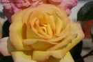 Prossima Foto: rosa gialla