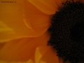 Prossima Foto: Girasole