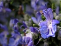 Foto Precedente: fiori blu