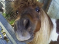 Prossima Foto: Pony