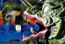 Foto Precedente: nelle fauci del drago
