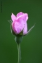 Prossima Foto: rosa....rosa