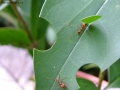 Prossima Foto: formica tagliafoglie