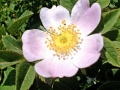 Foto Precedente: Rosa canina