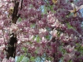 Prossima Foto: ..magnolia in fiore...