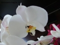 Prossima Foto: orchidea