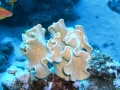 Corallo cuoio