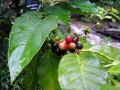Foto Precedente: La pianta del caff