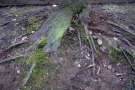 Prossima Foto: Tracce d'autunno ...