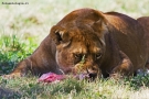 Foto Precedente: Safari park Pombia 04