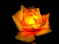 Foto Precedente: Con una rosa sono..