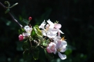 Foto Precedente: fiore