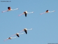 Foto Precedente: Parco della Camargue