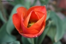 Prossima Foto: Tulipano