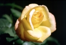 Foto Precedente: Rosa gialla