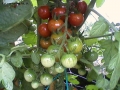 Prossima Foto: pomodori ciliegia
