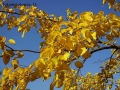 Prossima Foto: foglie gialle