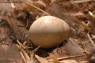 Prossima Foto: Uovo di pavone