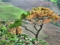 Foto Precedente: l'albero e la sua terra