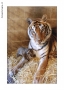 Prossima Foto: Il cucciolo