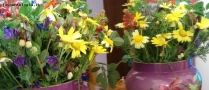 Prossima Foto: fiori di campo...vanitosi