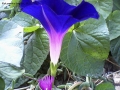 Prossima Foto: Risveglio fiore